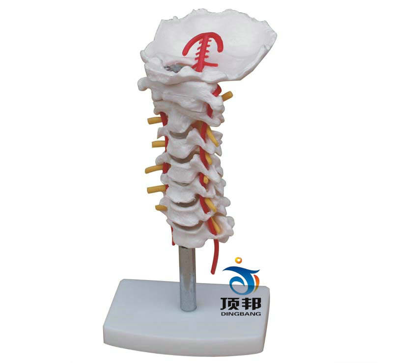 颈椎带颈动脉、后枕骨、椎间盘与神经模型 