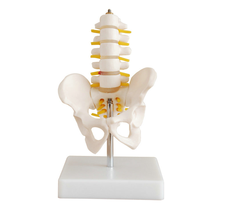 小型骨盆带五节腰椎模型 