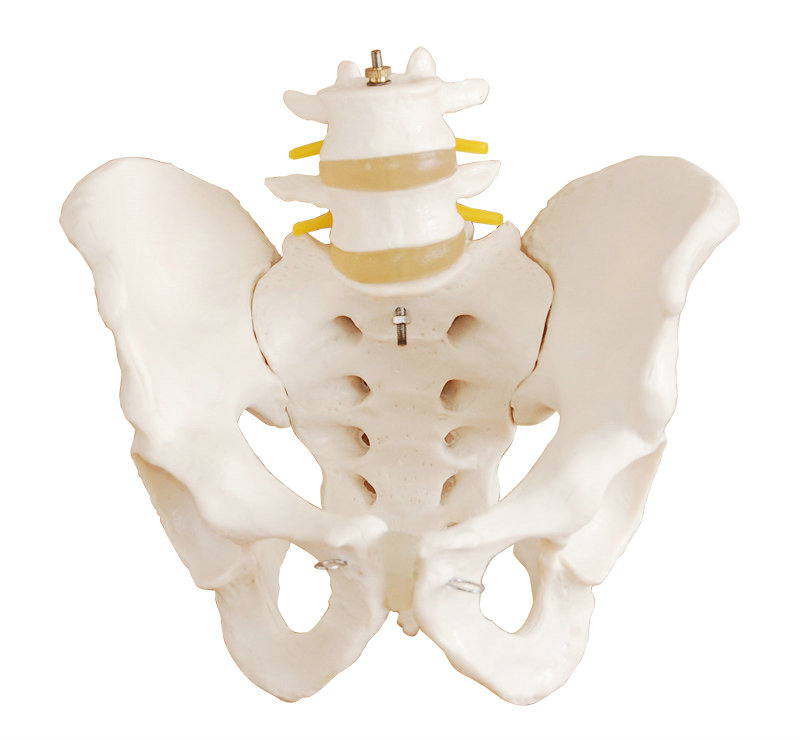 骨盆带二节腰椎模型