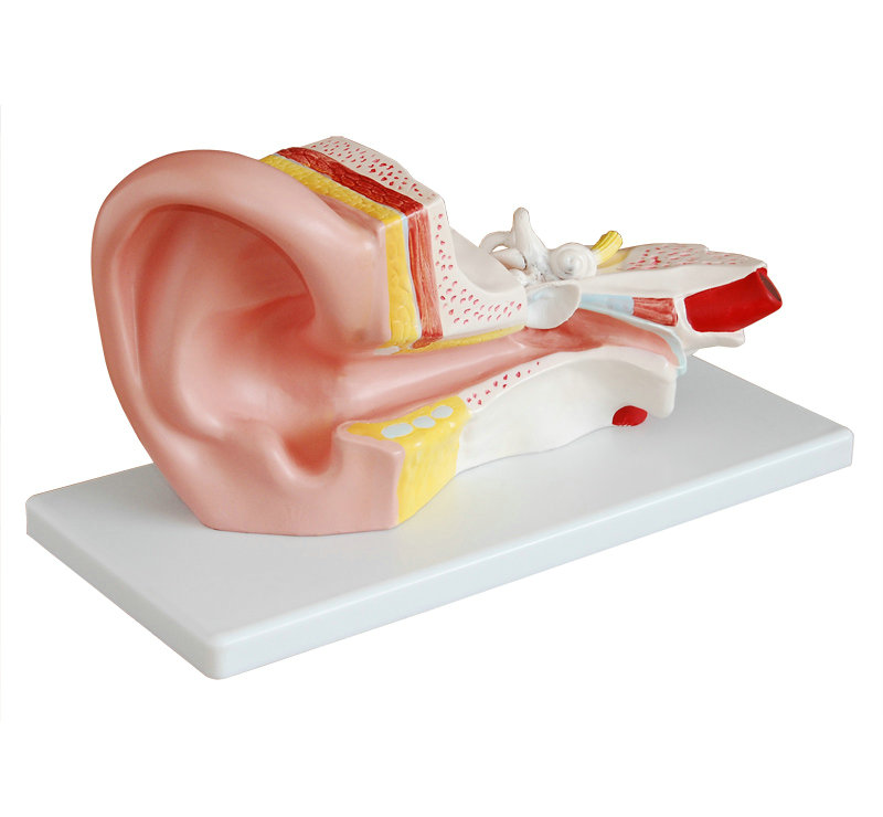 中耳解剖模型