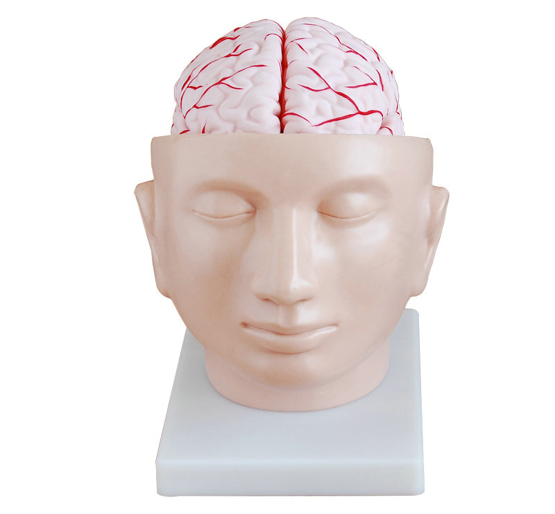 头部附脑动脉模型 