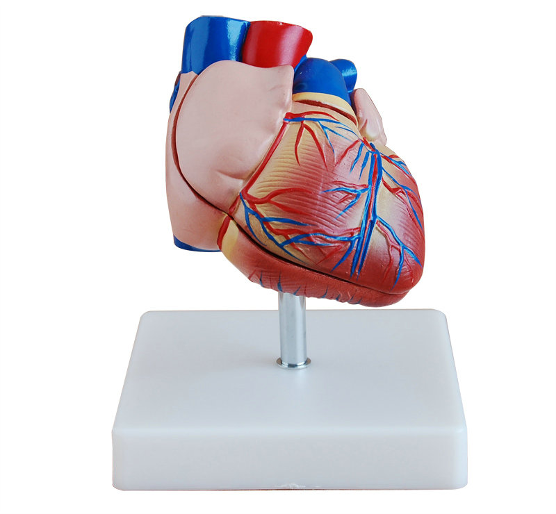 新型自然大心脏解剖模型 
