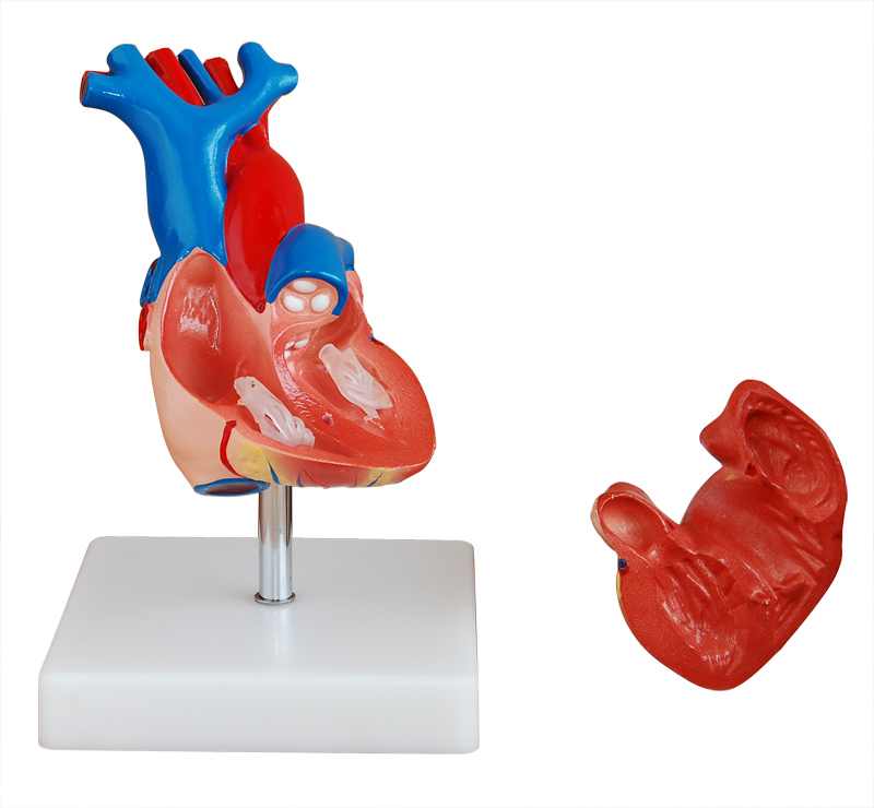 心脏解剖模型