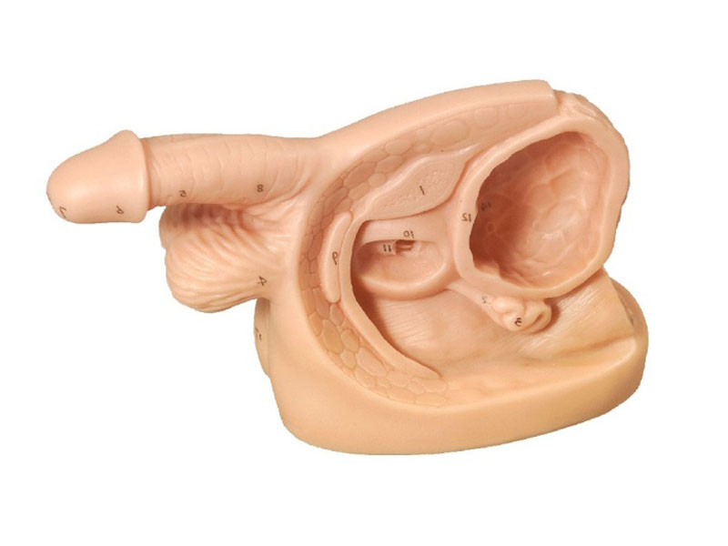 男性内外生殖器及导尿模型 