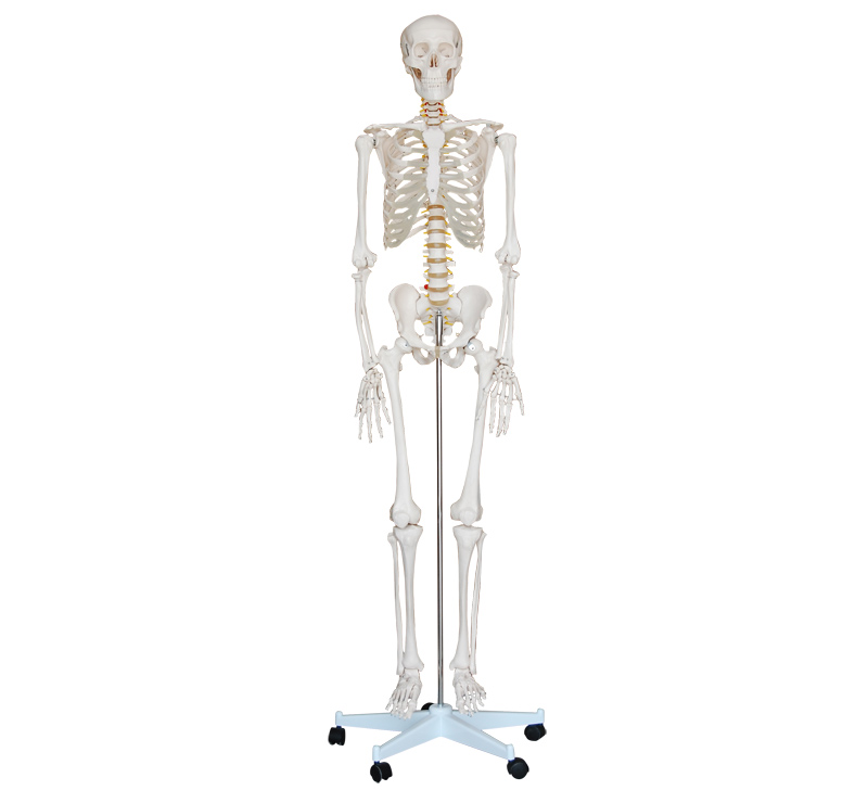 人体骨骼模型180CM 