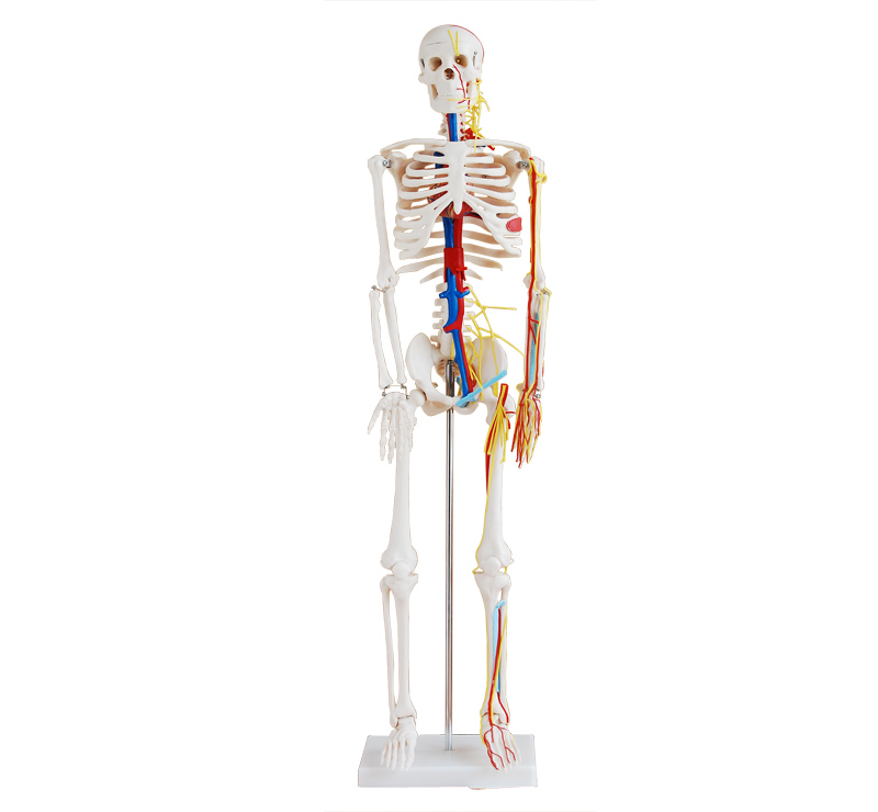 人体骨骼带心脏与血管模型85CM 