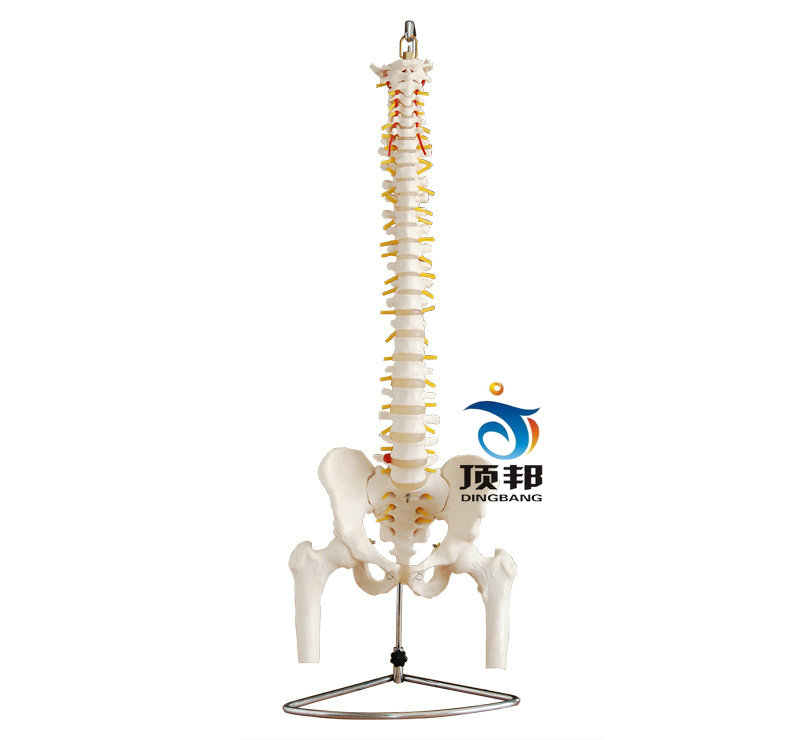 自然大脊椎附骨盆、半腿骨模型 