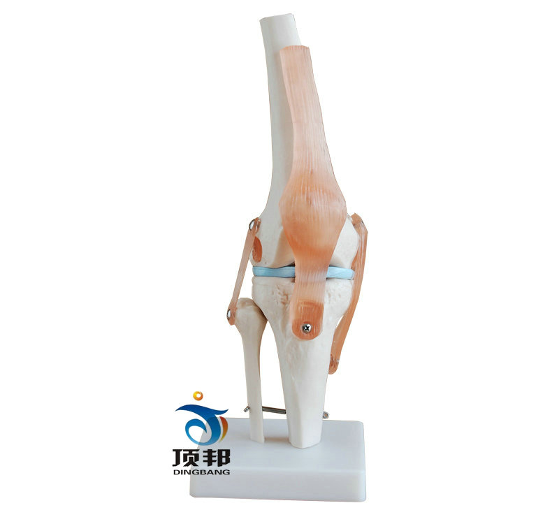 自然大膝关节模型 