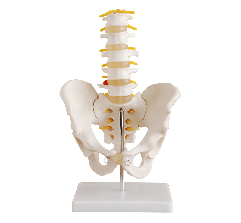 自然大骨盆带五节腰椎模型 