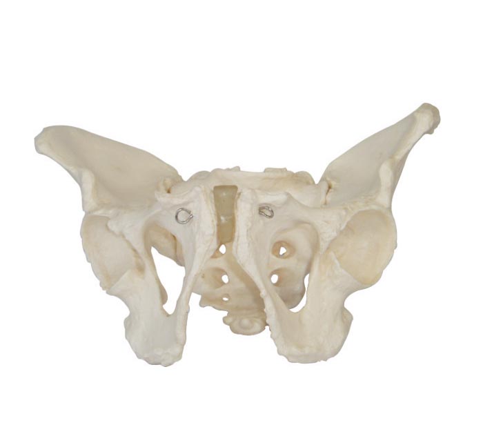 男性骨盆模型 