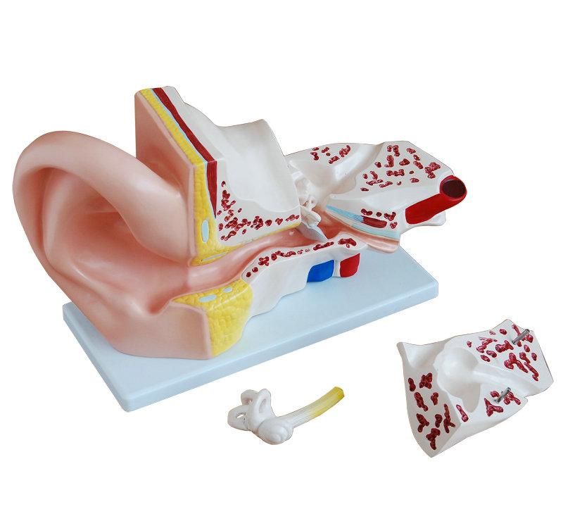 大耳解剖模型 