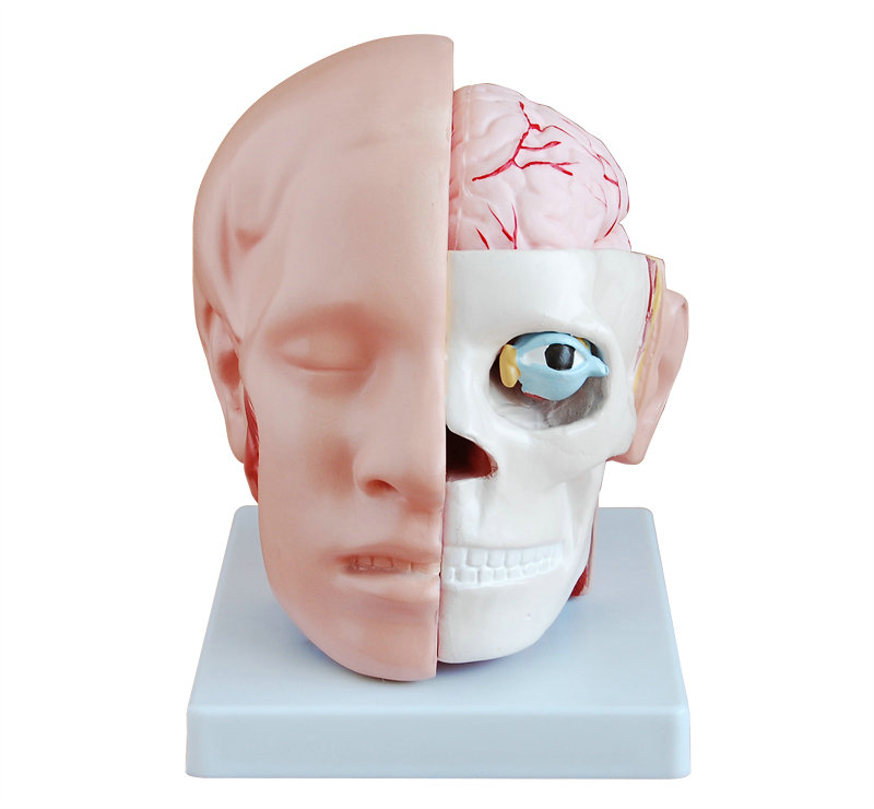 头解剖附脑动脉模型 