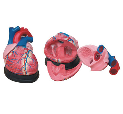 大心脏解剖模型 