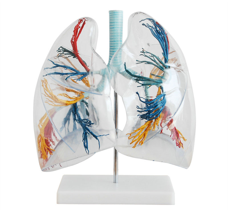 透明肺段模型 